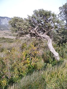 lesquerde